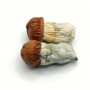 B+ Cubensis Magic Mushrooms