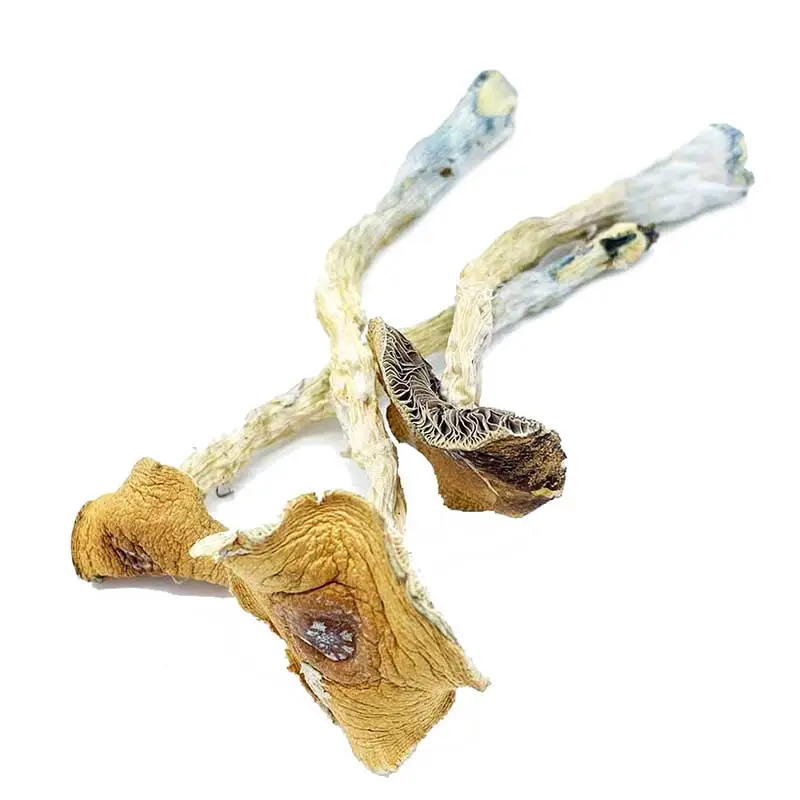 Texas Penis Envy Magic Mushrooms - Image 2