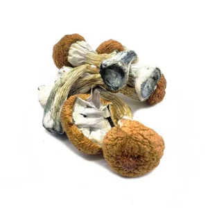 Blue Meanie Magic Mushrooms – Buy Online in Canada | Potent Psilocybin Shrooms