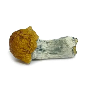 Blue Pulaski Magic Mushrooms