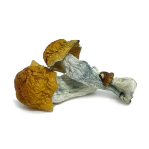 Alternative view of Blue Pulaski Magic Mushrooms
