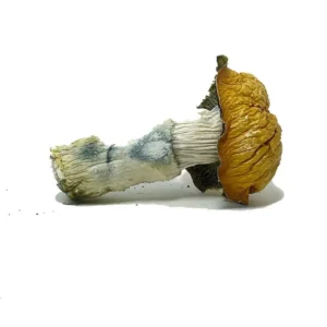Penis Envy Magic Mushrooms – Buy Online in Canada | Strongest Psilocybin Strain