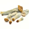 Code Blue Magic Mushrooms