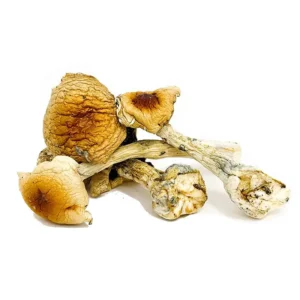 Alternative view of Costa Rican Magic Mushrooms