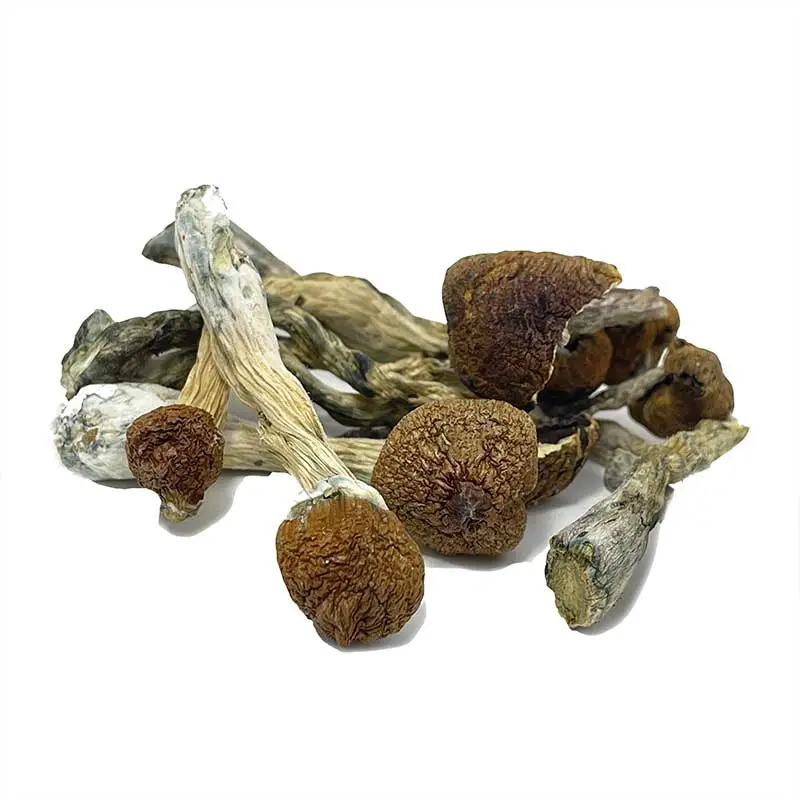 Ecuadorian Magic Mushrooms - Image 2