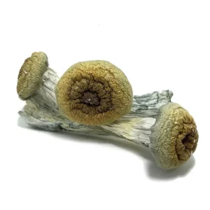 Alternative view of Jumbo Blue Meanie Magic Mushrooms