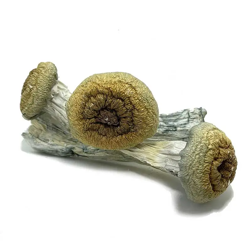 Jumbo Blue Meanie Magic Mushrooms - Image 2