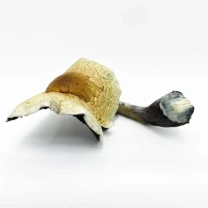 Jumbo Brazilian Cubensis Magic Mushrooms