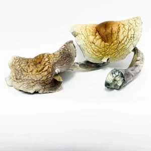 Alternative view of Jumbo Brazilian Cubensis Magic Mushrooms