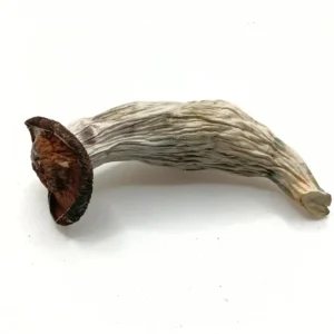 Penis Envy 7 Magic Mushroom
