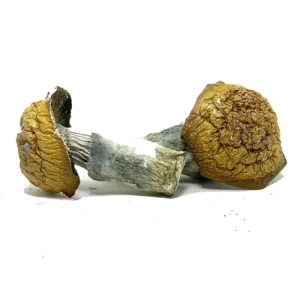 Alternative view of Penis Envy Magic Mushrooms – Buy Online in Canada | Strongest Psilocybin Strain