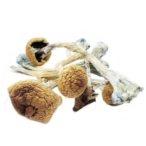 Alternative view of Penis Envy 6 Magic Mushrooms