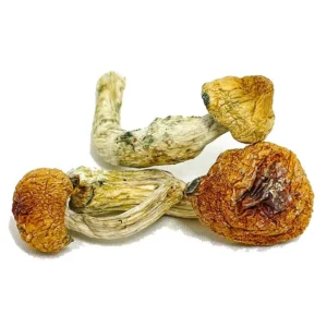 Alternative view of Penis Envy Supreme Magic Mushrooms
