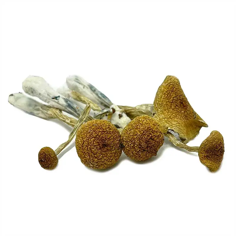 Puerto Rican Magic Mushrooms - Image 2