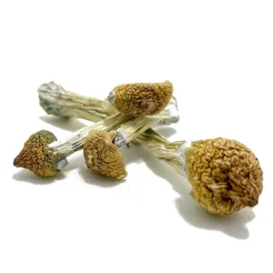 Alternative view of Purple Mystic Magic Mushrooms