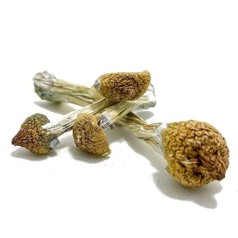 Purple Mystic Magic Mushrooms - Image 2