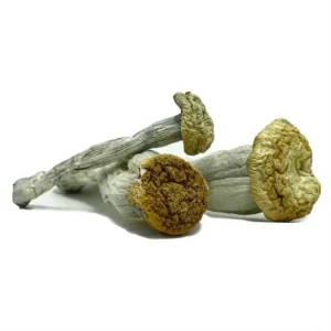 Alternative view of Yeti Magic Mushrooms